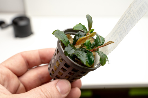 Bucephalandra artemis, koszyk – ozdobna mikroroślina z podwodnej uprawy