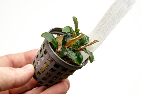 Bucephalandra artemis, koszyk – ozdobna mikroroślina z podwodnej uprawy