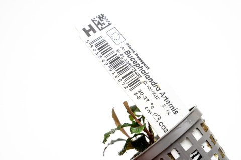 Bucephalandra artemis, koszyk – ozdobna mikroroślina z podwodnej uprawy