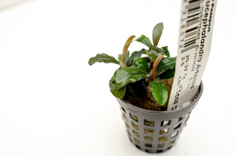 Bucephalandra artemis, koszyk – ozdobna mikroroślina z podwodnej uprawy