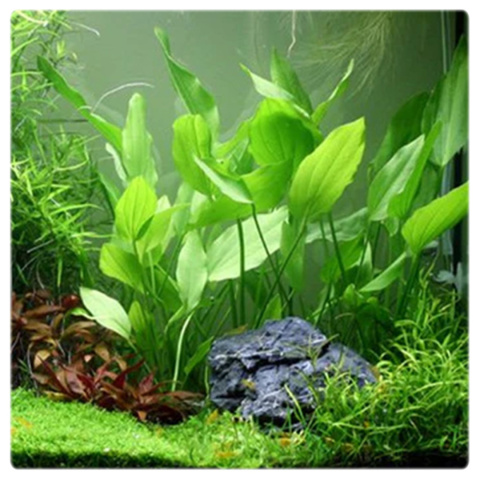 Echinodorus Argentinensis koszyk – duża roślina akwariowa na tylny plan