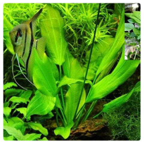 Echinodorus Argentinensis koszyk – duża roślina akwariowa na tylny plan