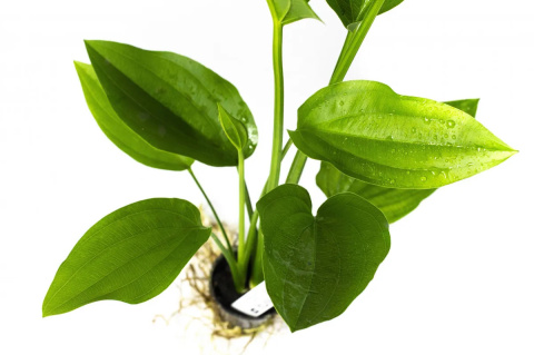 Echinodorus Argentinensis koszyk – duża roślina akwariowa na tylny plan