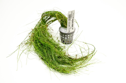 Eleocharis vivipara XXL – trawiasta roślina z koszyczka premium