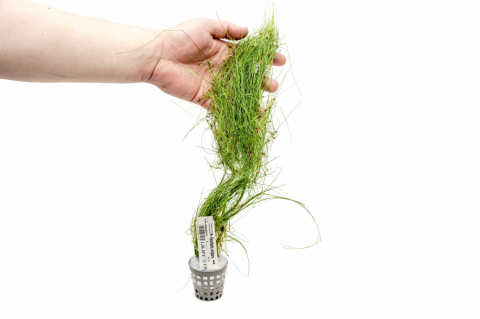 Eleocharis vivipara XXL – trawiasta roślina z koszyczka premium