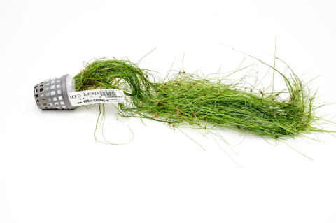 Eleocharis vivipara XXL – trawiasta roślina z koszyczka premium