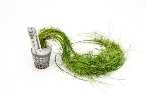 Eleocharis vivipara XXL – trawiasta roślina z koszyczka premium