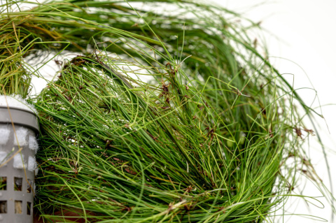 Eleocharis vivipara XXL – trawiasta roślina z koszyczka premium