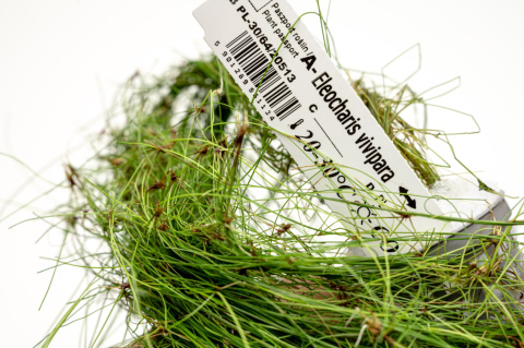 Eleocharis vivipara XXL – trawiasta roślina z koszyczka premium