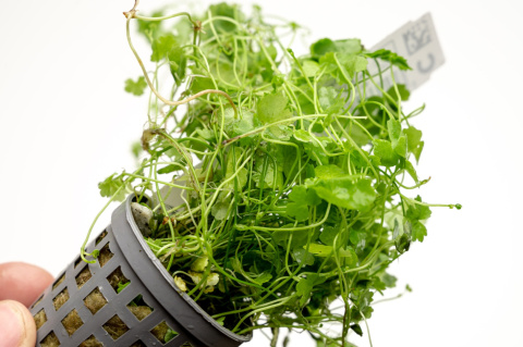 Hydrocotyle tripartita 'Japan', koszyk – efektowny zielony dywan roślinny