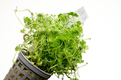 Hydrocotyle tripartita 'Japan', koszyk – efektowny zielony dywan roślinny