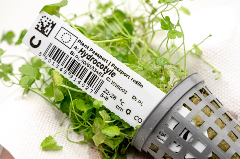 Hydrocotyle tripartita 'Japan', koszyk – efektowny zielony dywan roślinny