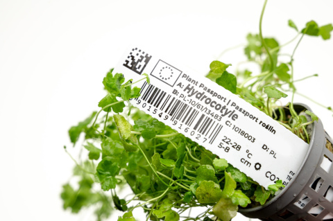 Hydrocotyle tripartita 'Japan', koszyk – efektowny zielony dywan roślinny