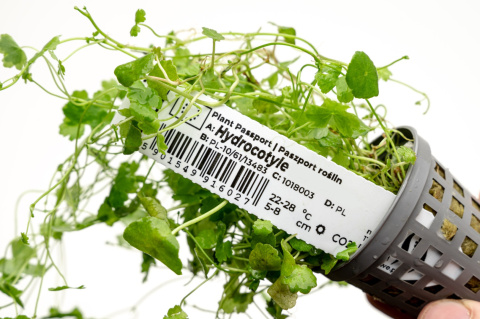 Hydrocotyle tripartita 'Japan', koszyk – efektowny zielony dywan roślinny