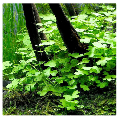 Hydrocotyle tripartita 'Japan', koszyk – efektowny zielony dywan roślinny