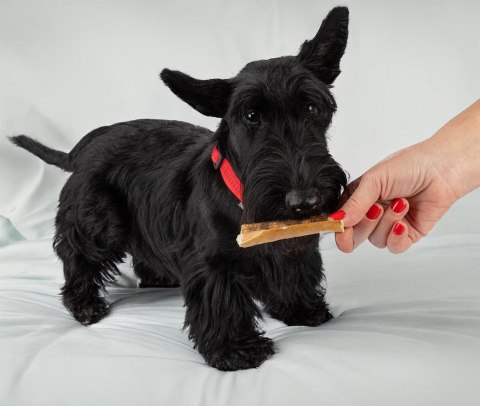 Happet skóra z jelenia – naturalny gryzak dla psa 100%