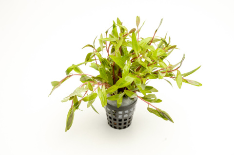 Nesaea gold, koszyk XXL – Piękna złocista roślina na środek i tył akwarium