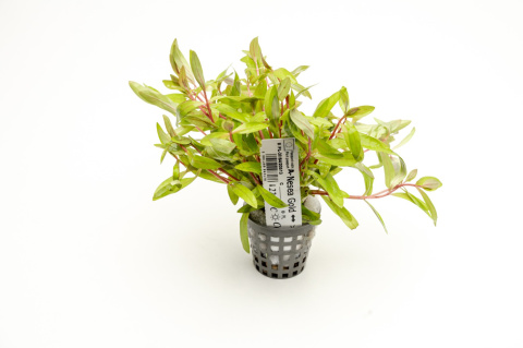 Nesaea gold, koszyk XXL – Piękna złocista roślina na środek i tył akwarium