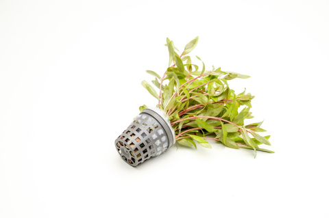 Nesaea gold, koszyk XXL – Piękna złocista roślina na środek i tył akwarium