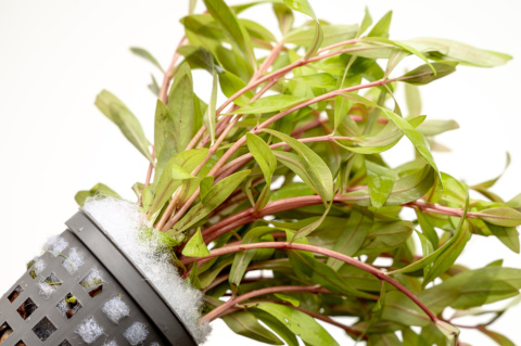 Nesaea gold, koszyk XXL – Piękna złocista roślina na środek i tył akwarium