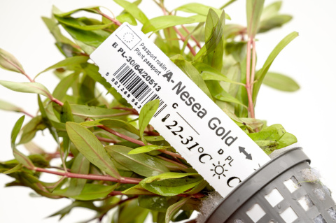 Nesaea gold, koszyk XXL – Piękna złocista roślina na środek i tył akwarium