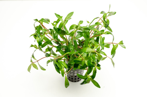 Nesaea pedicellata, koszyk XXL – roślina łodygowa, cytrynowa zieleń