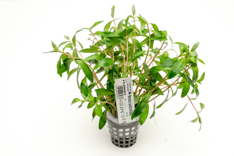 Nesaea pedicellata, koszyk XXL – roślina łodygowa, cytrynowa zieleń