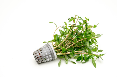 Nesaea pedicellata, koszyk XXL – roślina łodygowa, cytrynowa zieleń