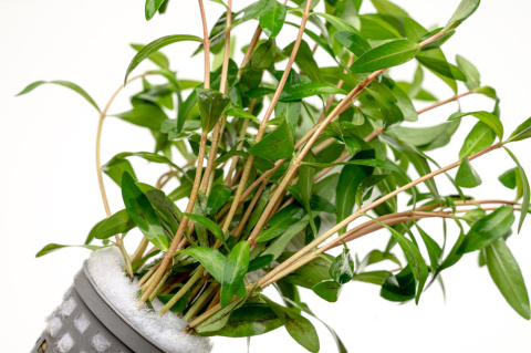 Nesaea pedicellata, koszyk XXL – roślina łodygowa, cytrynowa zieleń