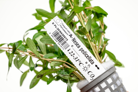 Nesaea pedicellata, koszyk XXL – roślina łodygowa, cytrynowa zieleń