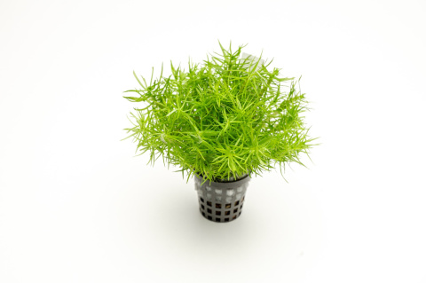 Pogostemon erectus XXL – Efektowna strukturalna zieleń z koszyczka premium