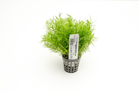 Pogostemon erectus XXL – Efektowna strukturalna zieleń z koszyczka premium