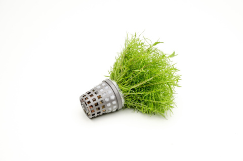 Pogostemon erectus XXL – Efektowna strukturalna zieleń z koszyczka premium