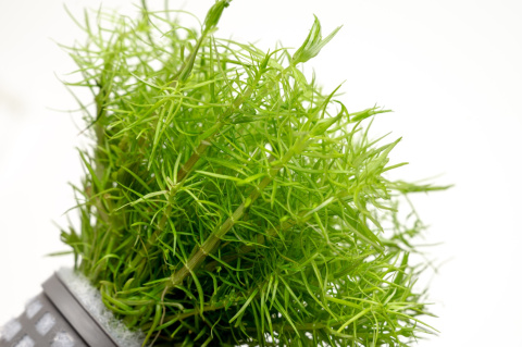 Pogostemon erectus XXL – Efektowna strukturalna zieleń z koszyczka premium