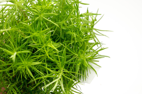 Pogostemon erectus XXL – Efektowna strukturalna zieleń z koszyczka premium