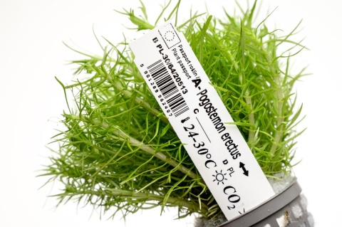 Pogostemon erectus XXL – Efektowna strukturalna zieleń z koszyczka premium