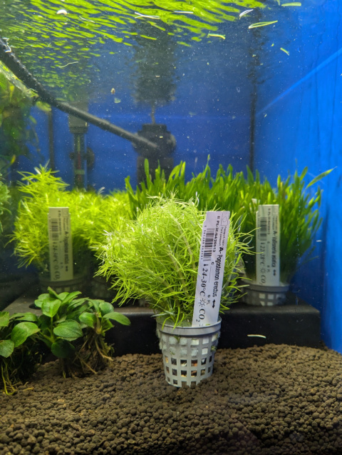 Pogostemon erectus XXL – Efektowna strukturalna zieleń z koszyczka premium