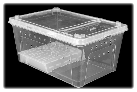 BREEDING BOX 32 cm Pojemnik hodowlany z platformą – dla gadów i płazów