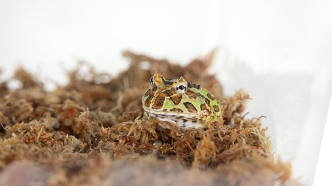 TERRA BOX 33 cm Pojemnik hodowlany – dla gadów, pajęczaków, owadów