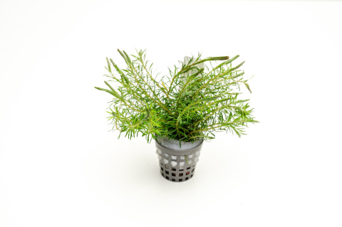 Rotala Wallichii koszyk XXL – lekka, czerwonawa roślina łodygowa