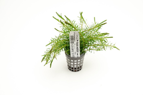 Rotala Wallichii koszyk XXL – lekka, czerwonawa roślina łodygowa