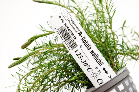 Rotala Wallichii koszyk XXL – lekka, czerwonawa roślina łodygowa