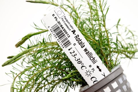 Rotala Wallichii koszyk XXL – lekka, czerwonawa roślina łodygowa