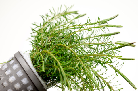 Rotala Wallichii koszyk XXL – lekka, czerwonawa roślina łodygowa