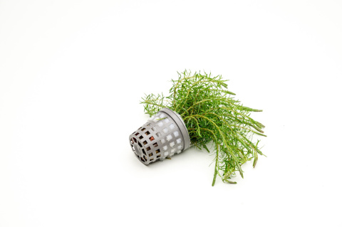 Rotala Wallichii koszyk XXL – lekka, czerwonawa roślina łodygowa