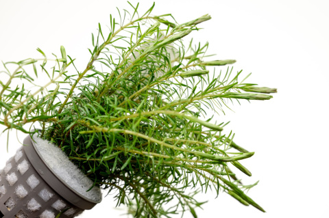 Rotala Wallichii koszyk XXL – lekka, czerwonawa roślina łodygowa