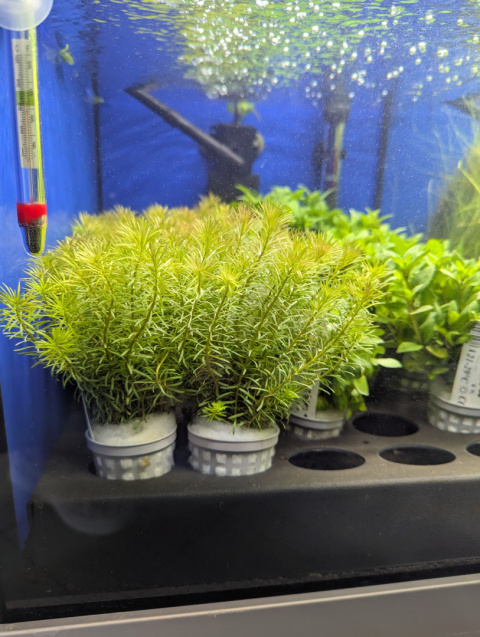 Rotala Wallichii koszyk XXL – lekka, czerwonawa roślina łodygowa