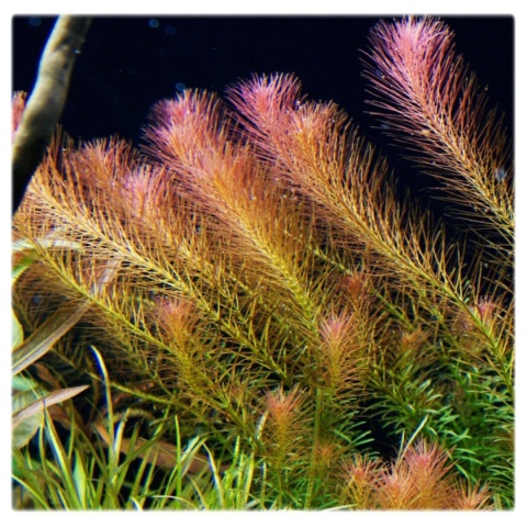 Rotala Wallichii koszyk XXL – lekka, czerwonawa roślina łodygowa