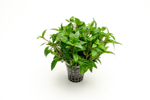 Staurogyne Porto Velho, koszyk XXL – Piękna niska roślina na pierwszy plan