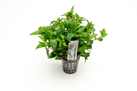 Staurogyne Porto Velho, koszyk XXL – Piękna niska roślina na pierwszy plan